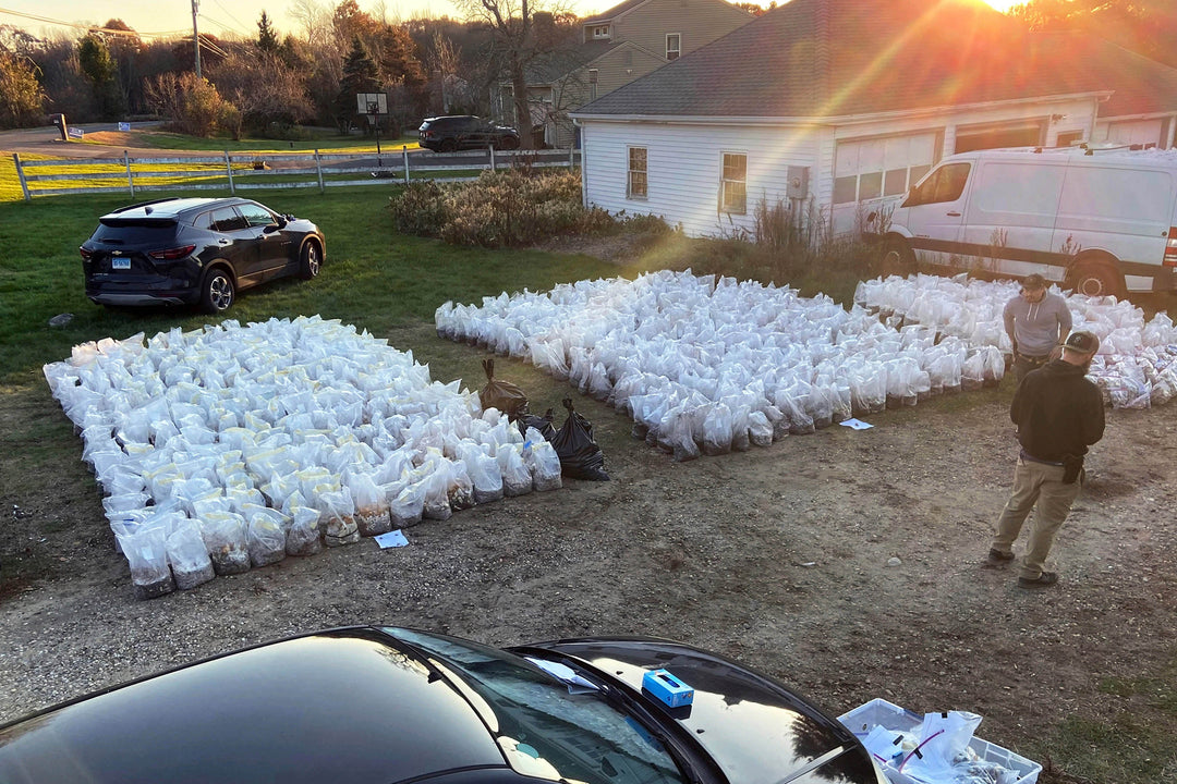 Millions of Dollars of Psychedelic Mushrooms Seized from Home